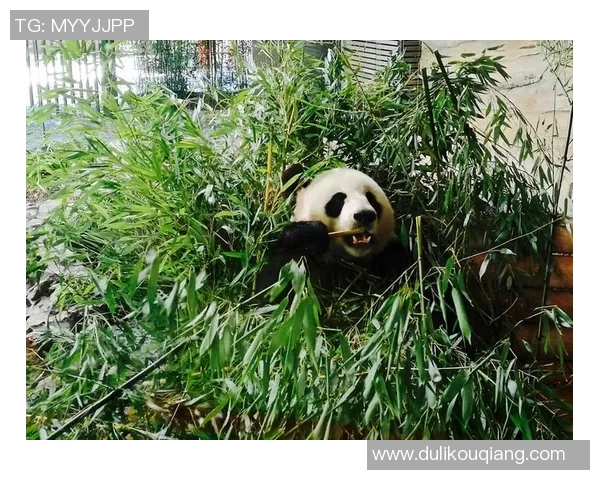 外国足球明星亲密接触熊猫展现友谊与环保意识的美好瞬间